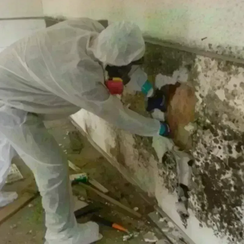 Mold Remediation and Removal in Baden, PA